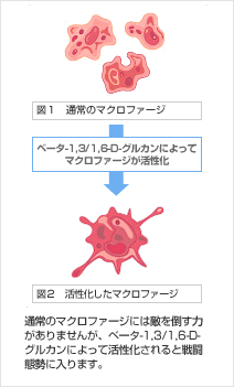 マクロファージの働き