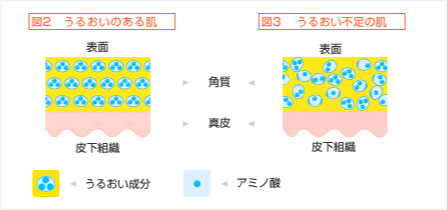 ハリと弾力が失われた肌