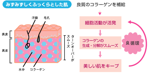 みずみずしくふっくらした肌